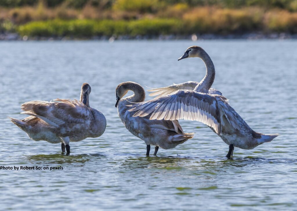 हम बच्चों को green vidyalaya के साथ जोड़कर उन्हें इन पंछियों की तरह एक सुखद और सुन्दर पर्यावरण देना चाहते हैं |
