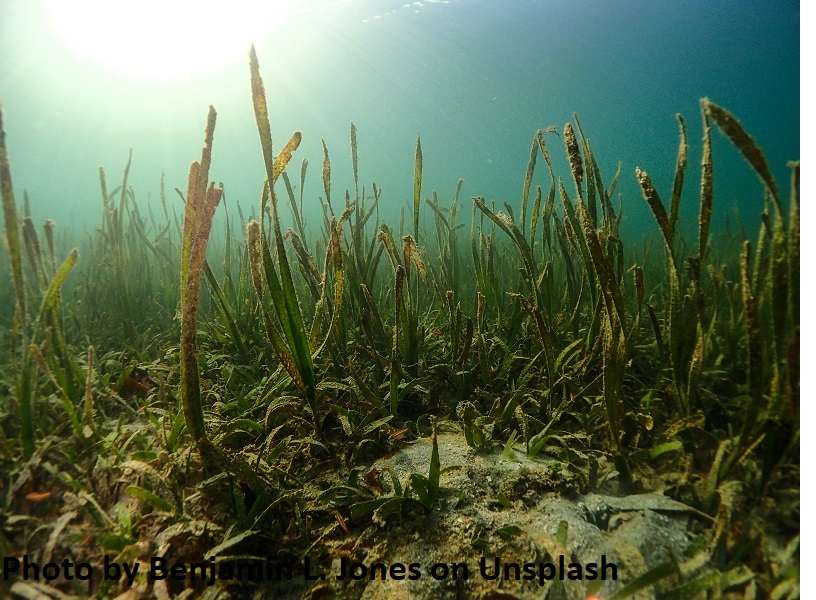 Blue carbon का स्रोत समुद्री घास जो कार्बन को अवशोषित करती है
